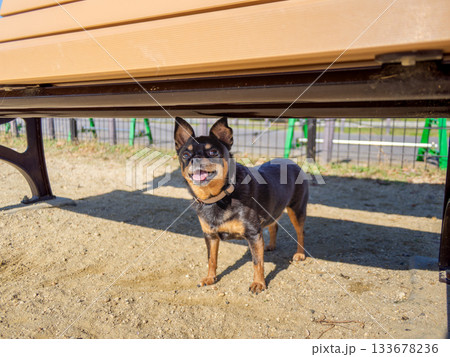 ドッグランの犬 133678236