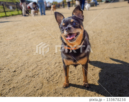 ドッグランの犬 ドッグランの犬 133678238