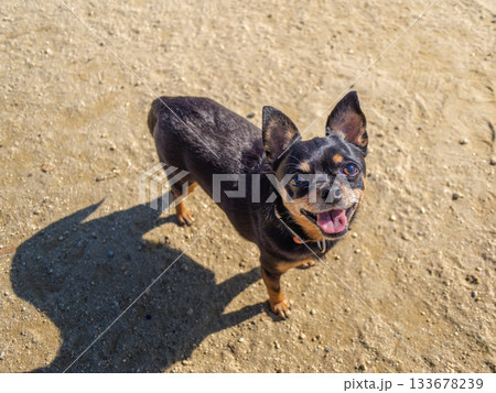 ドッグランの犬 ドッグランの犬 133678239