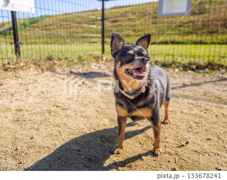 ドッグランの犬 133678241