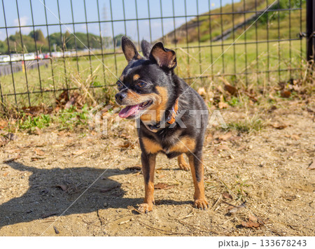 ドッグランの犬 ドッグランの犬 133678243