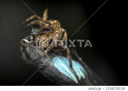 Australian Orb Weaving Spider 133678319
