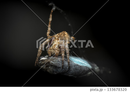 Australian Orb Weaving Spider Australian Orb Weaving Spider 133678320