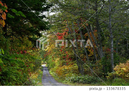 北海道清里町の男鹿の滝林道 北海道清里町の男鹿の滝林道 133678335