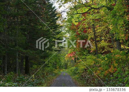 北海道清里町の男鹿の滝林道 北海道清里町の男鹿の滝林道 133678336