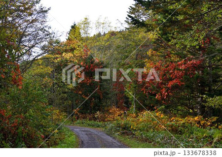北海道清里町の男鹿の滝林道 北海道清里町の男鹿の滝林道 133678338