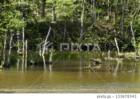 北海道清里町の男鹿の滝林道 北海道清里町の男鹿の滝林道 133678343