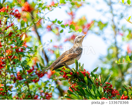 ピラカンサとツグミ 133678366
