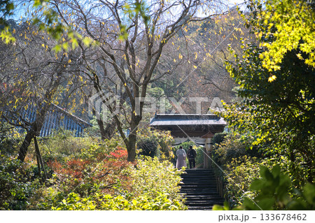 初秋の明月院 初秋の明月院 133678462