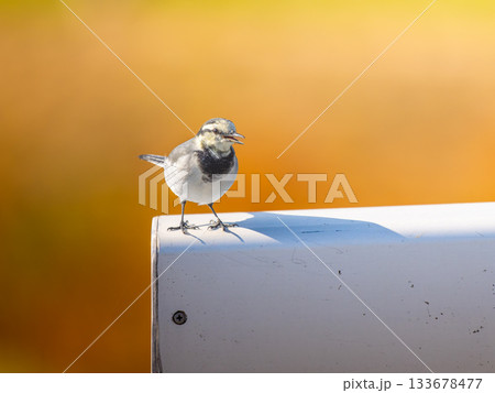 柵にとまるハクセキレイ 柵にとまるハクセキレイ 133678477