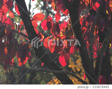 日差しを浴びて赤く透けたハナミズキの葉っぱ（花芽をたくさんつけて紅葉した花水木） 133678485