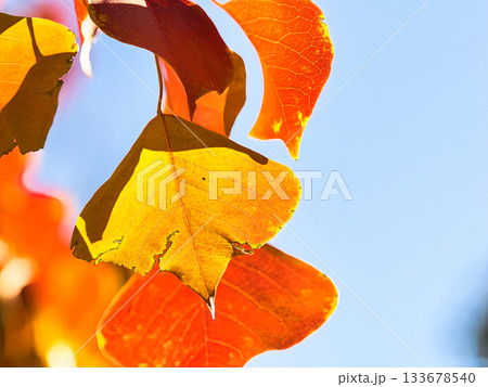 紅葉したナンキンハゼの葉 紅葉したナンキンハゼの葉 133678540