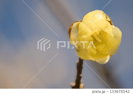 春を告げる花 133678542