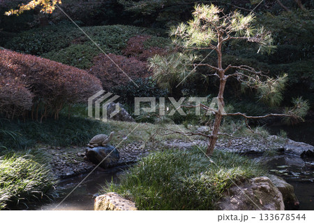 北鎌倉明月院本堂裏庭園 北鎌倉明月院本堂裏庭園 133678544