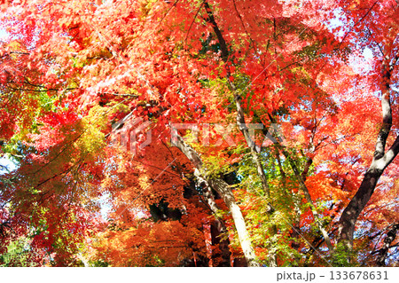 河口湖の真っ赤な紅葉 河口湖の真っ赤な紅葉 133678631