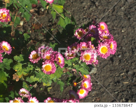 道端に咲いた赤紫色のローダンセ（秋の日差しを浴びた広葉の花簪） 133678647