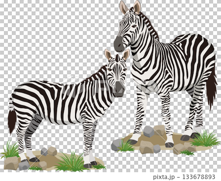 兩隻斑馬，背景 133678893