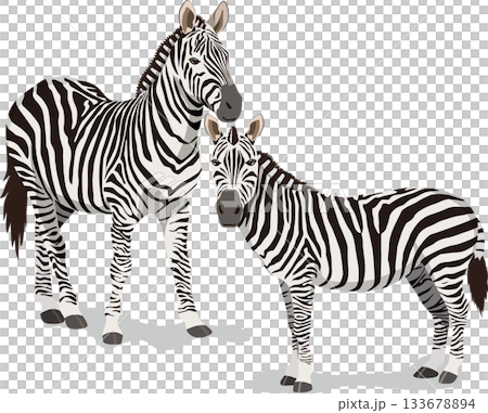 2頭のシマウマ 133678894