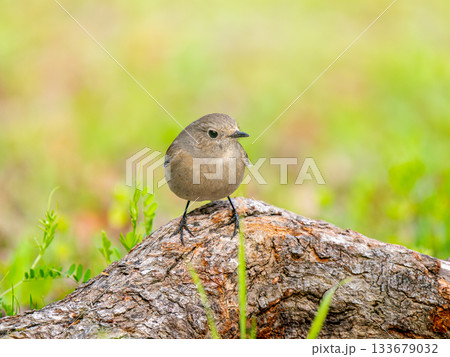 木にとまるジョウビタキのメス 133679032