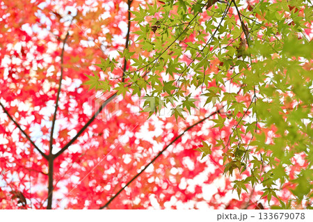 紅葉の季節 紅と緑のコントラスト 紅葉の季節 紅と緑のコントラスト 133679078