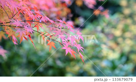 紅葉の季節　紅と緑のコントラスト 133679079