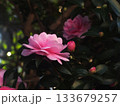 ピンクのオトメサザンカの花とつぼみ（日陰に咲いた乙女山茶花） 133679257
