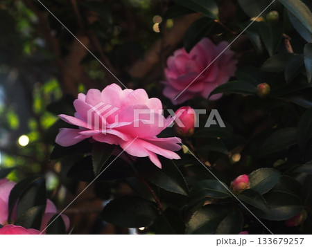 ピンクのオトメサザンカの花とつぼみ（日陰に咲いた乙女山茶花） 133679257