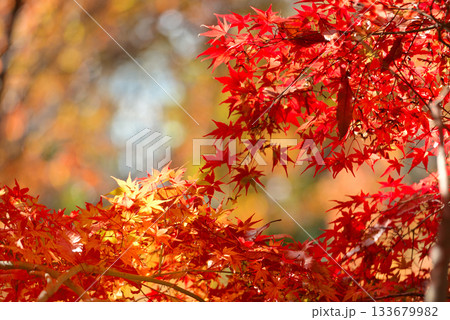 鮮やかな紅葉 鮮やかな紅葉 133679982