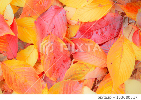 紅葉した桜の落ち葉 133680317