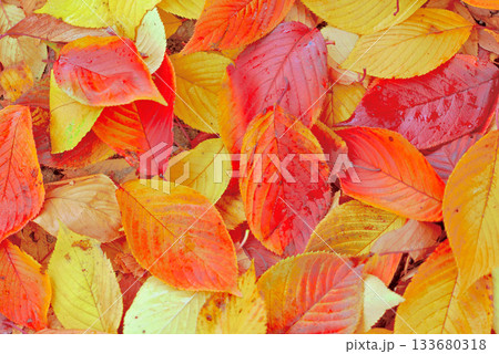 紅葉した桜の落ち葉 133680318