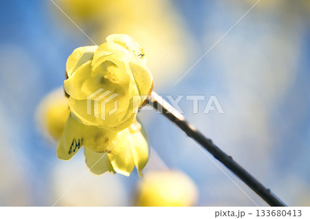 蝋梅の黄色い花 蝋梅の黄色い花 133680413