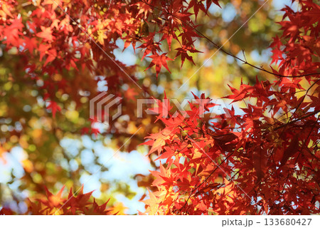 鮮やかな紅葉 鮮やかな紅葉 133680427