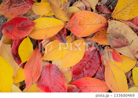 紅葉した桜の落ち葉 133680469