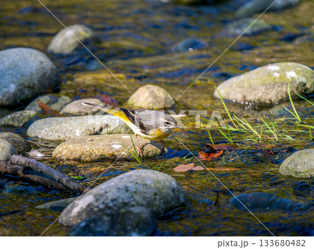 水辺のキセキレイ 133680482