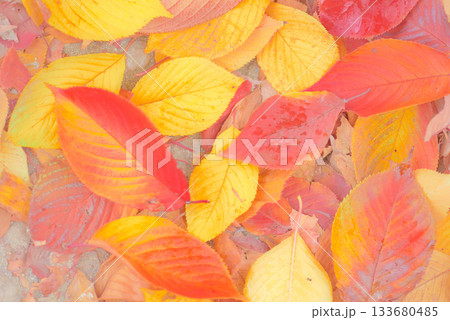 紅葉した桜の落ち葉 133680485