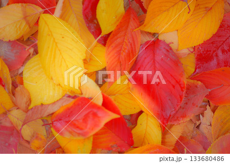 紅葉した桜の落ち葉 133680486