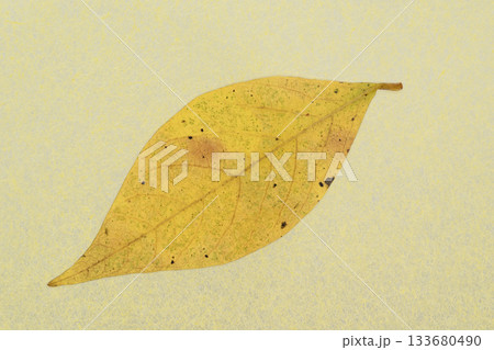 和紙と落葉樹・クロモジの紅葉のコラボ【背景素材】 133680490