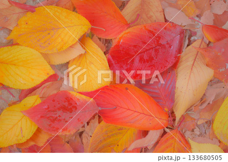 紅葉した桜の落ち葉 紅葉した桜の落ち葉 133680505