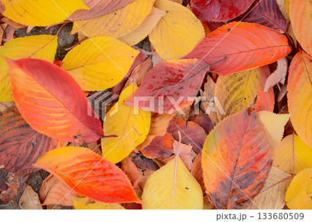 紅葉した桜の落ち葉 133680509