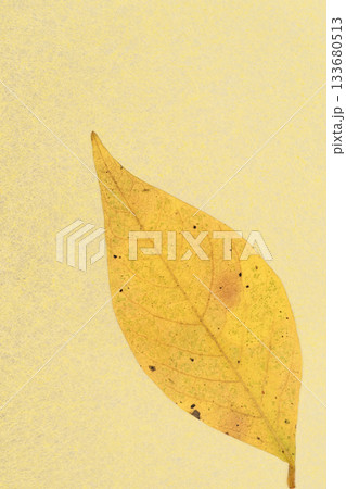 和紙と落葉樹・クロモジの紅葉のコラボ【背景素材】 和紙と落葉樹・クロモジの紅葉のコラボ【背景素材】 133680513