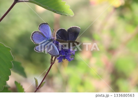 秋の庭に咲く紫色のダンギクの花の蜜を吸う2匹のヤマトシジミ蝶 秋の庭に咲く紫色のダンギクの花の蜜を吸う2匹のヤマトシジミ蝶 133680563