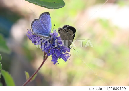 秋の庭に咲く紫色のダンギクの花の蜜を吸う2匹のヤマトシジミ蝶 秋の庭に咲く紫色のダンギクの花の蜜を吸う2匹のヤマトシジミ蝶 133680569