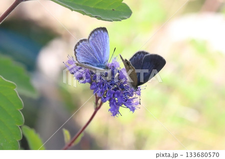秋の庭に咲く紫色のダンギクの花の蜜を吸う2匹のヤマトシジミ蝶 133680570