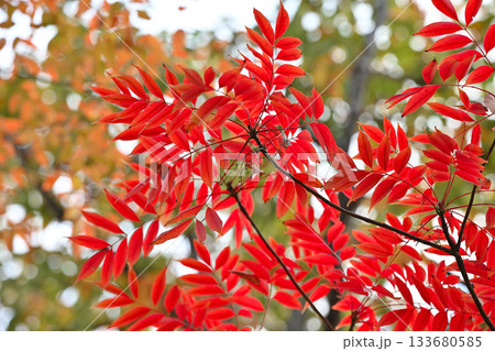 紅葉したハゼノキ 紅葉したハゼノキ 133680585