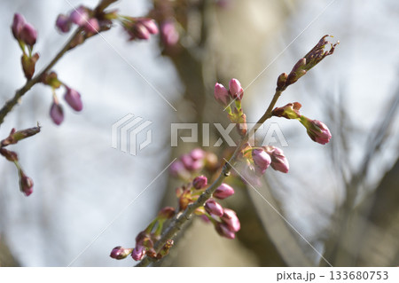 北海道清里町の桜の蕾 北海道清里町の桜の蕾 133680753