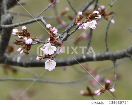 北海道清里町の桜の蕾 北海道清里町の桜の蕾 133680754