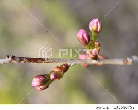 北海道清里町の桜の蕾 北海道清里町の桜の蕾 133680758