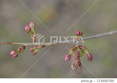 北海道清里町の桜の蕾 北海道清里町の桜の蕾 133680760