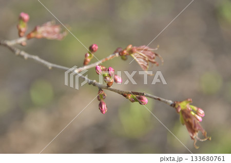 北海道清里町の桜の蕾 北海道清里町の桜の蕾 133680761