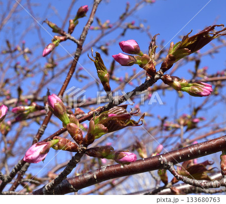 北海道清里町の桜の蕾 北海道清里町の桜の蕾 133680763